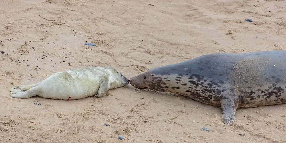 Grey seal (Halichoerus grypus): Grey seal mother with a white-coated pup on a beach