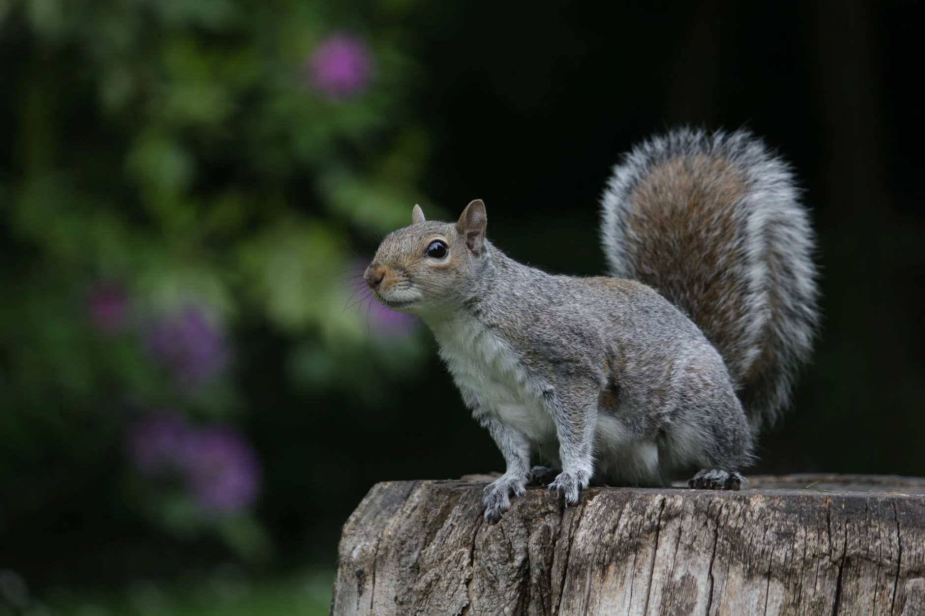A grey squirrel with a bushy tail sitting upright on a tree stump in a garden