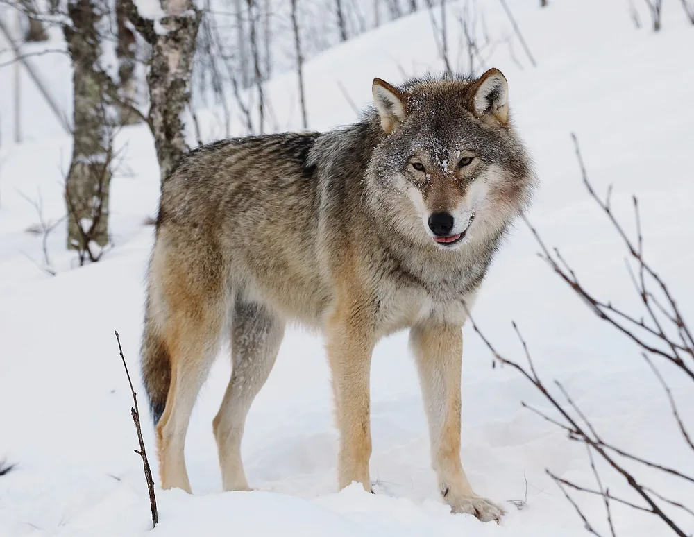 Grey wolf (Canis lupus): Eurasian grey wolf standing in snow