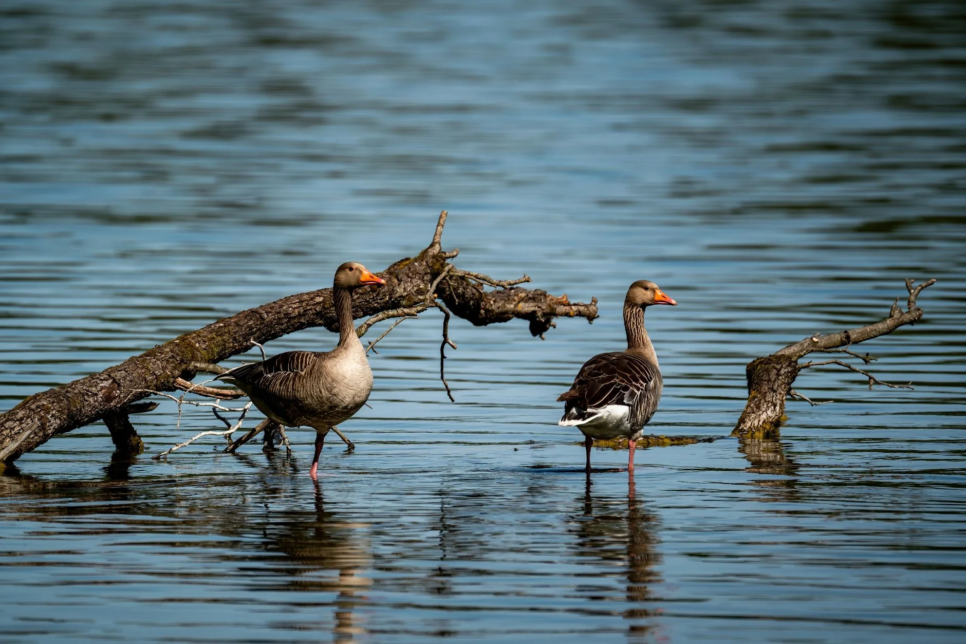 Two greylag geese standing in shallow lake water beside fallen branches