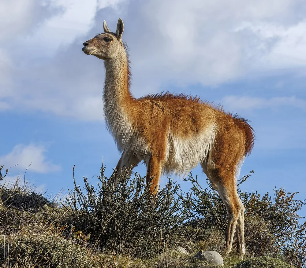 Guanaco (Lama guanicoe): Guanaco standing in grassland