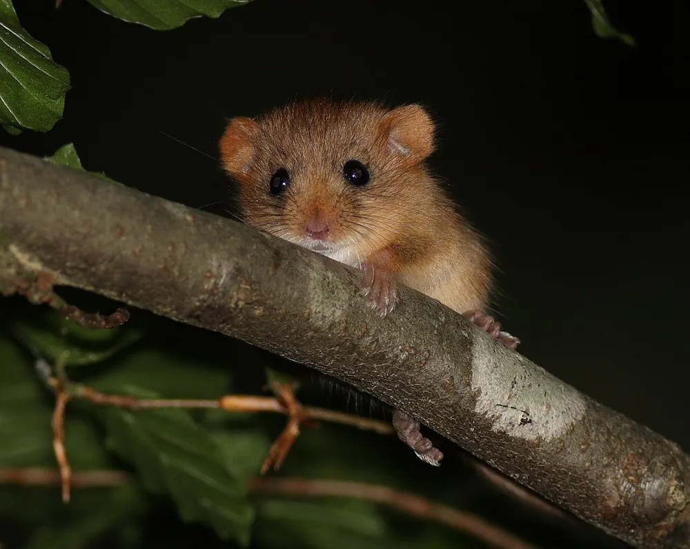 Hazel dormouse (Muscardinus avellanarius) clinging to a branch