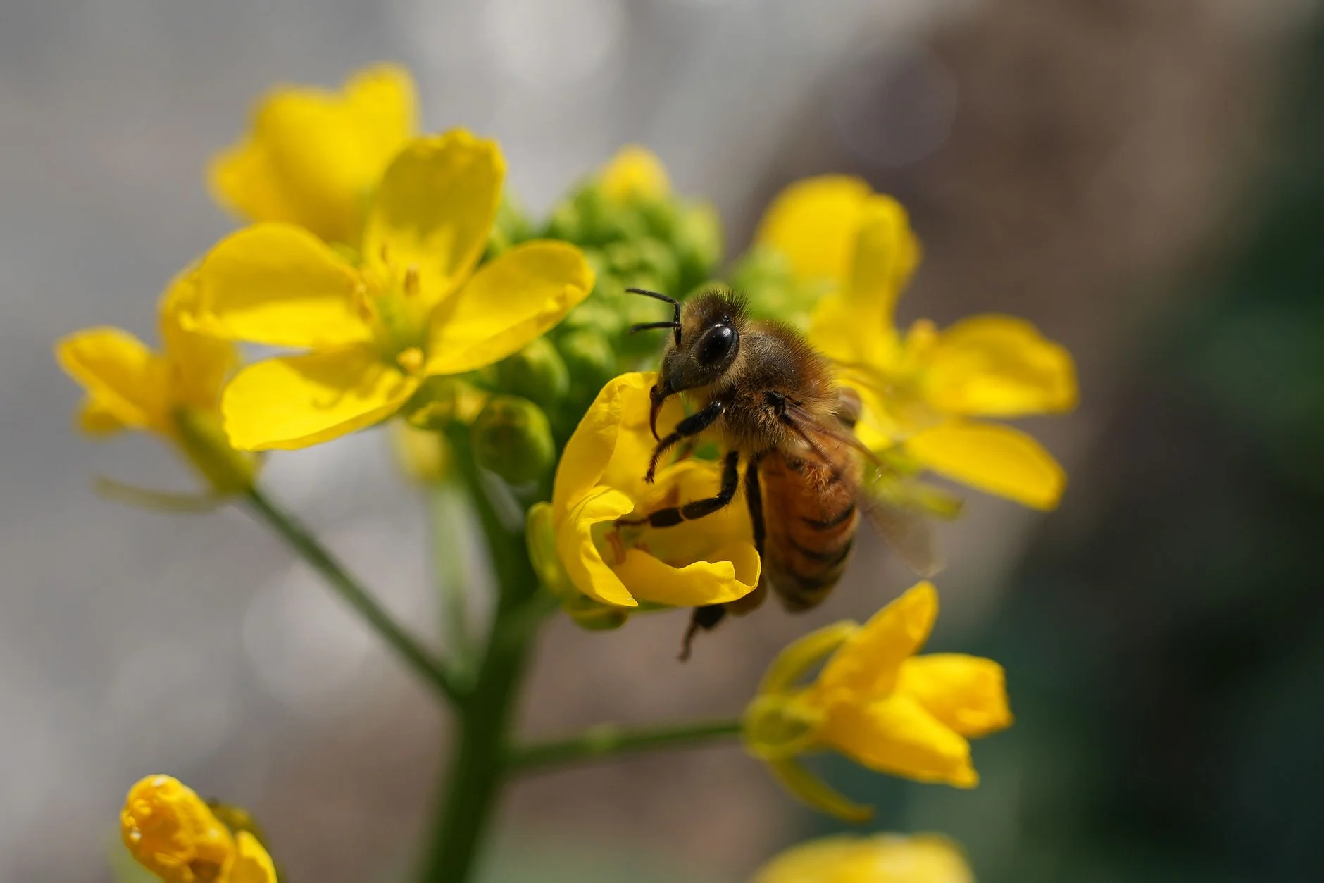 Honeybee collecting nectar from bright yellow flowers