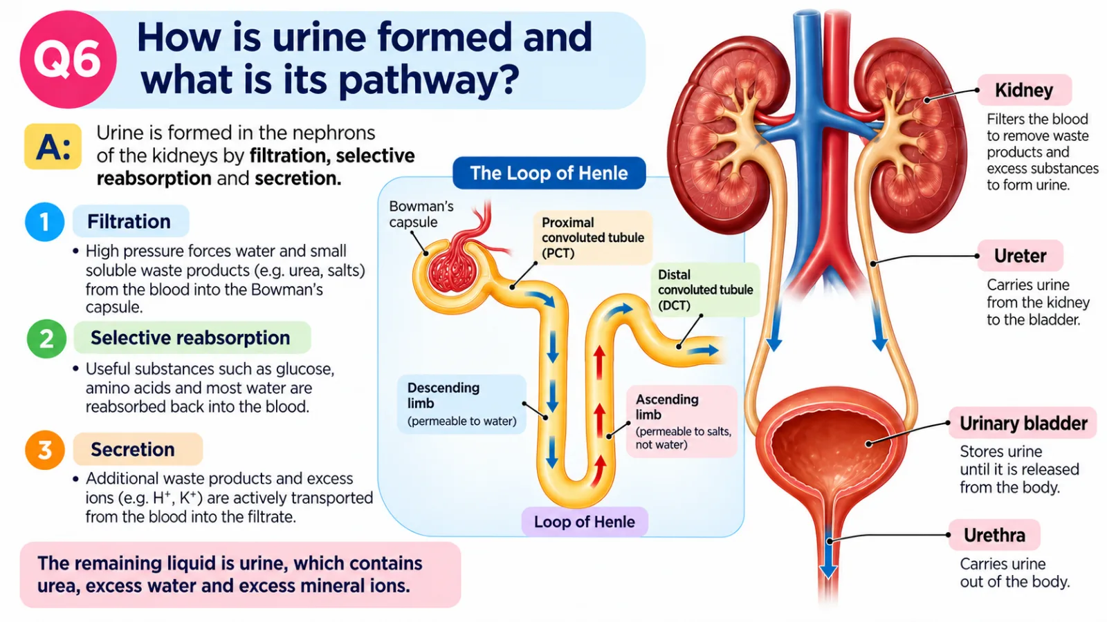 How urine is formed in the nephron: filtration in the Bowman’s capsule, selective reabsorption of glucose, amino acids and water, and secretion of extra ions into the tubule