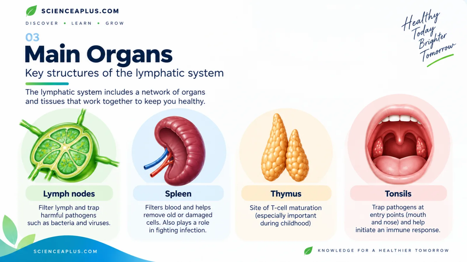 Main organs of the lymphatic system: lymph nodes filter lymph, the spleen filters blood, the thymus is where T cells mature and the tonsils trap pathogens
