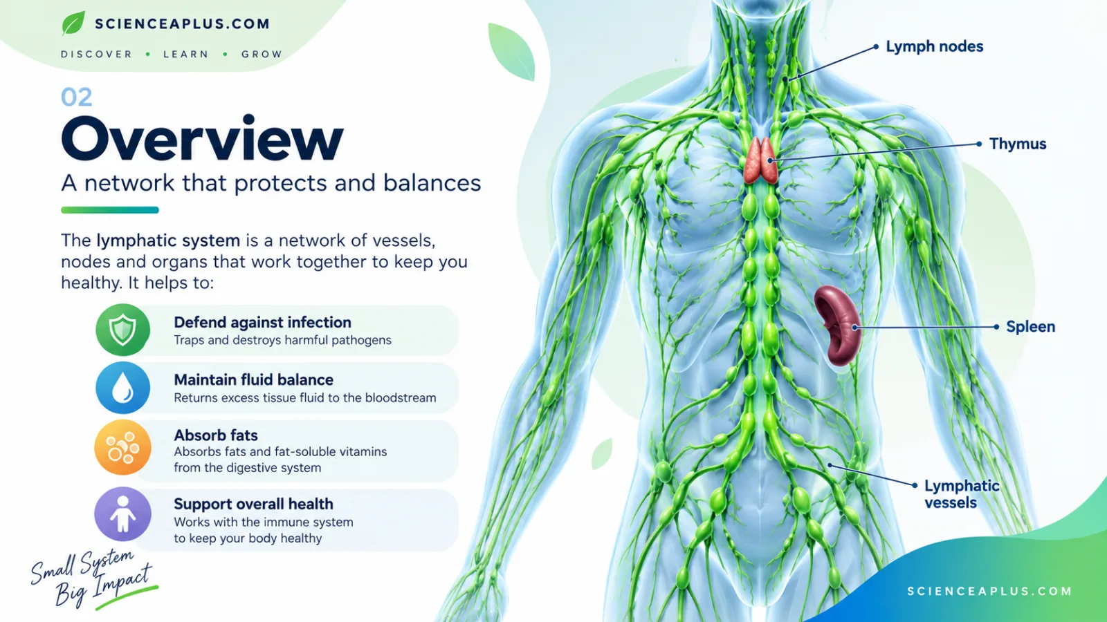 Overview diagram of the human lymphatic system showing lymph nodes, thymus, spleen and lymphatic vessels, with its roles in infection defence, fluid balance and fat absorption