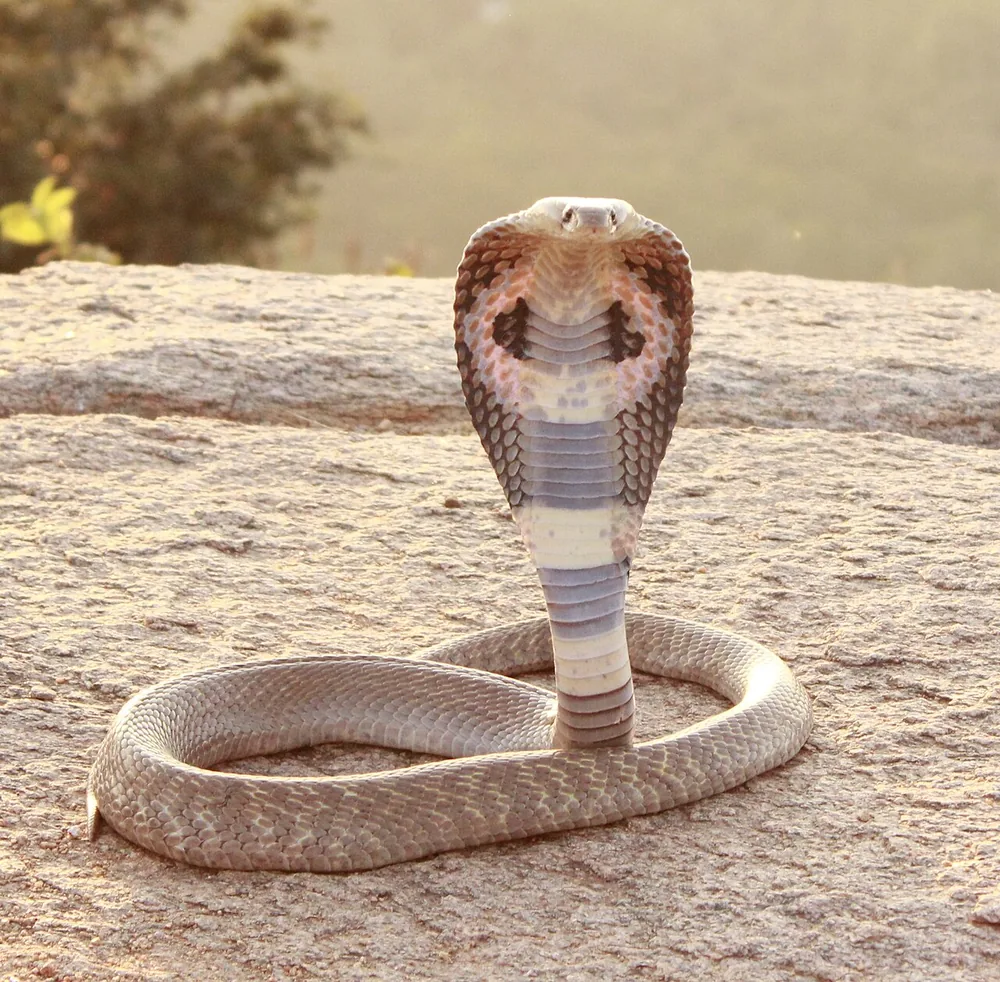Indian cobra (Naja naja) with its hood spread