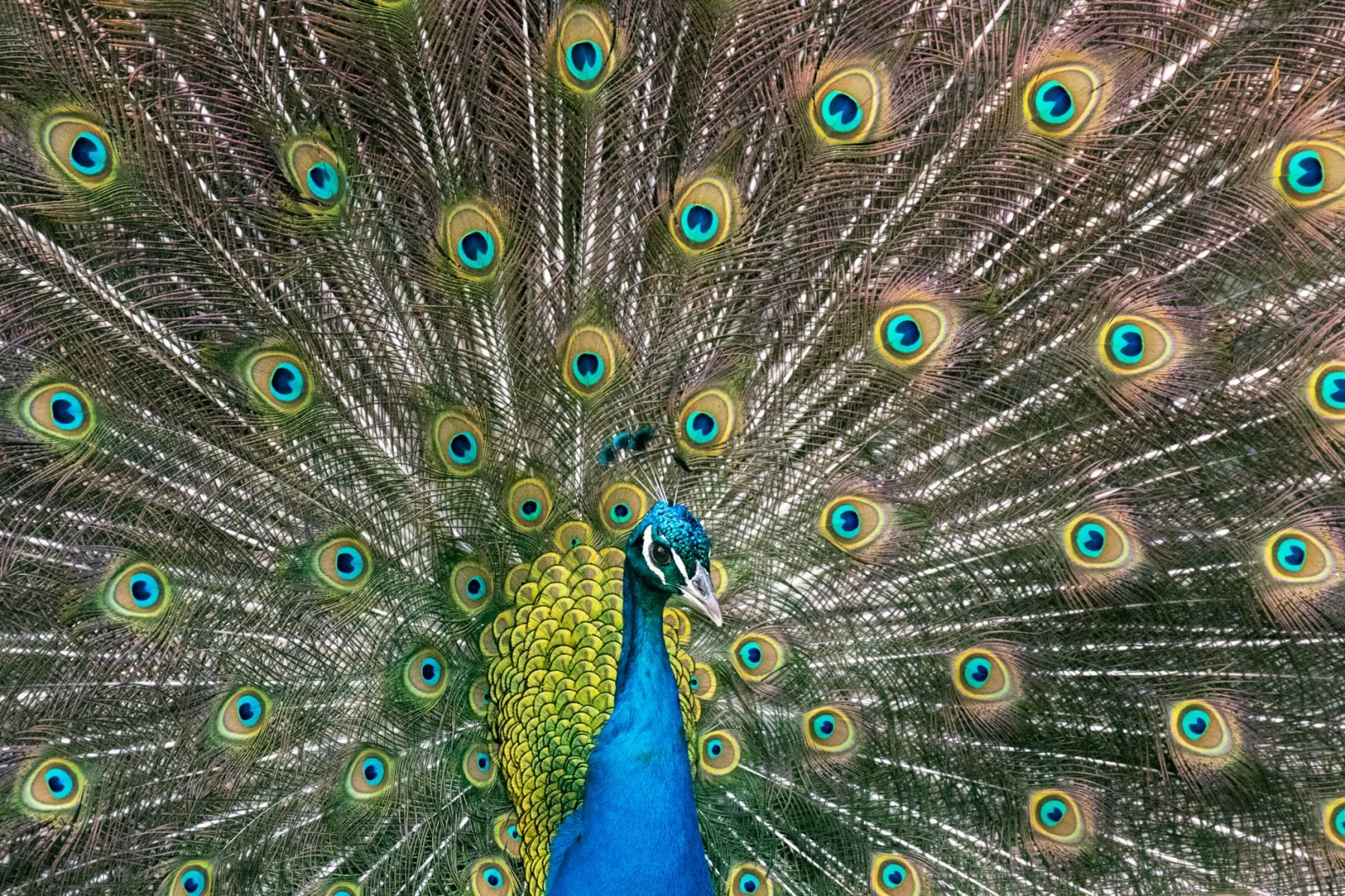 An Indian peacock with a blue neck displaying a fan of eye-spotted train feathers