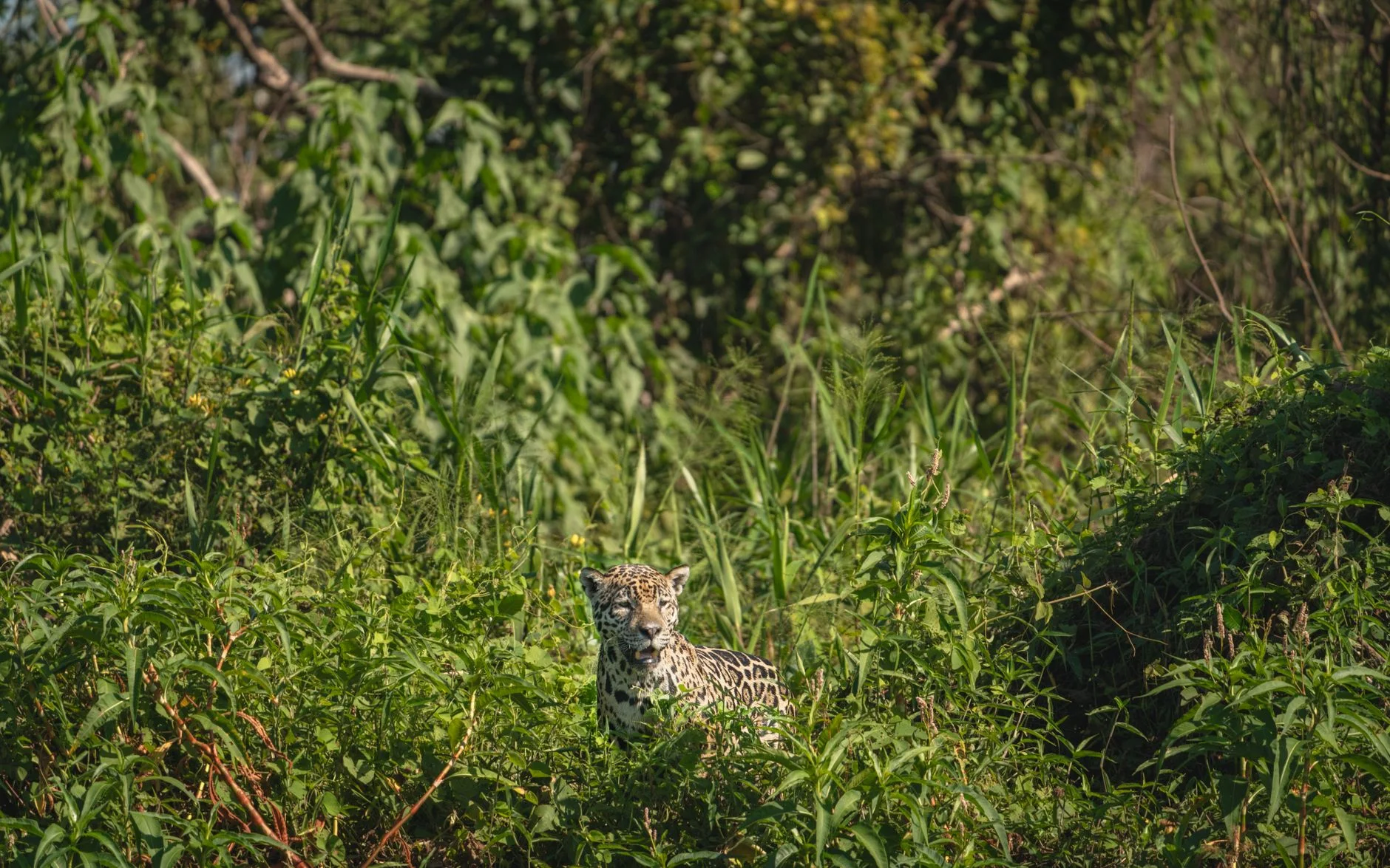 A spotted jaguar standing almost hidden in tall green vegetation at Porto Jofre, Brazil