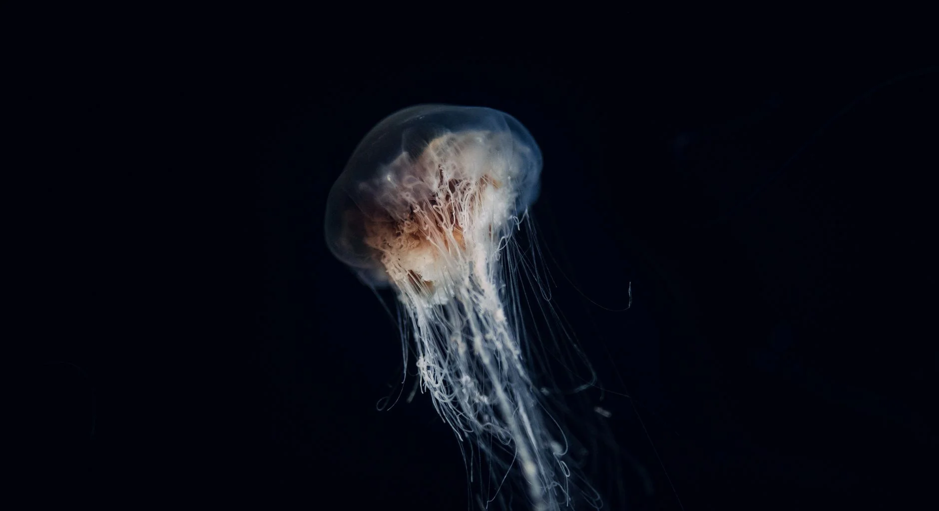 A pale jellyfish with long trailing tentacles drifting in dark water
