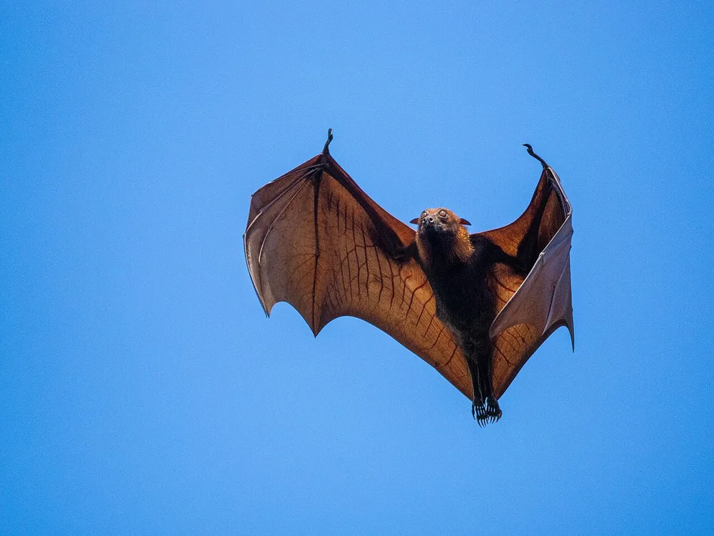 Large flying fox (Pteropus vampyrus) flying against a blue sky, wings spread