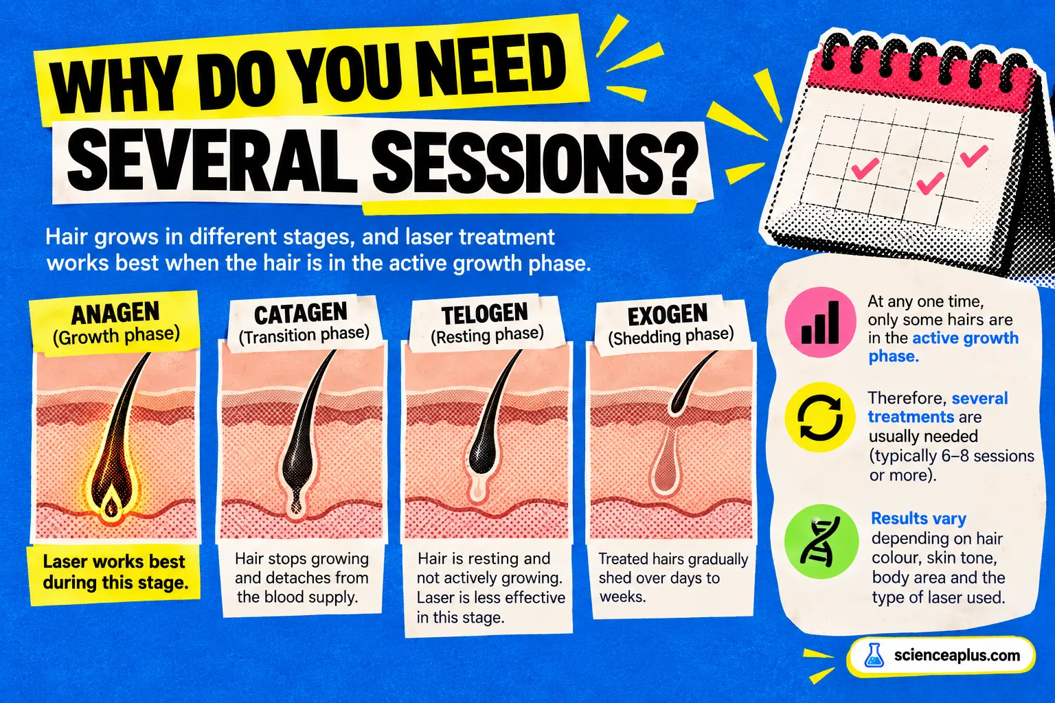 Diagram of the four hair growth phases, anagen, catagen, telogen and exogen, explaining that laser works best in the growth phase so several sessions are needed
