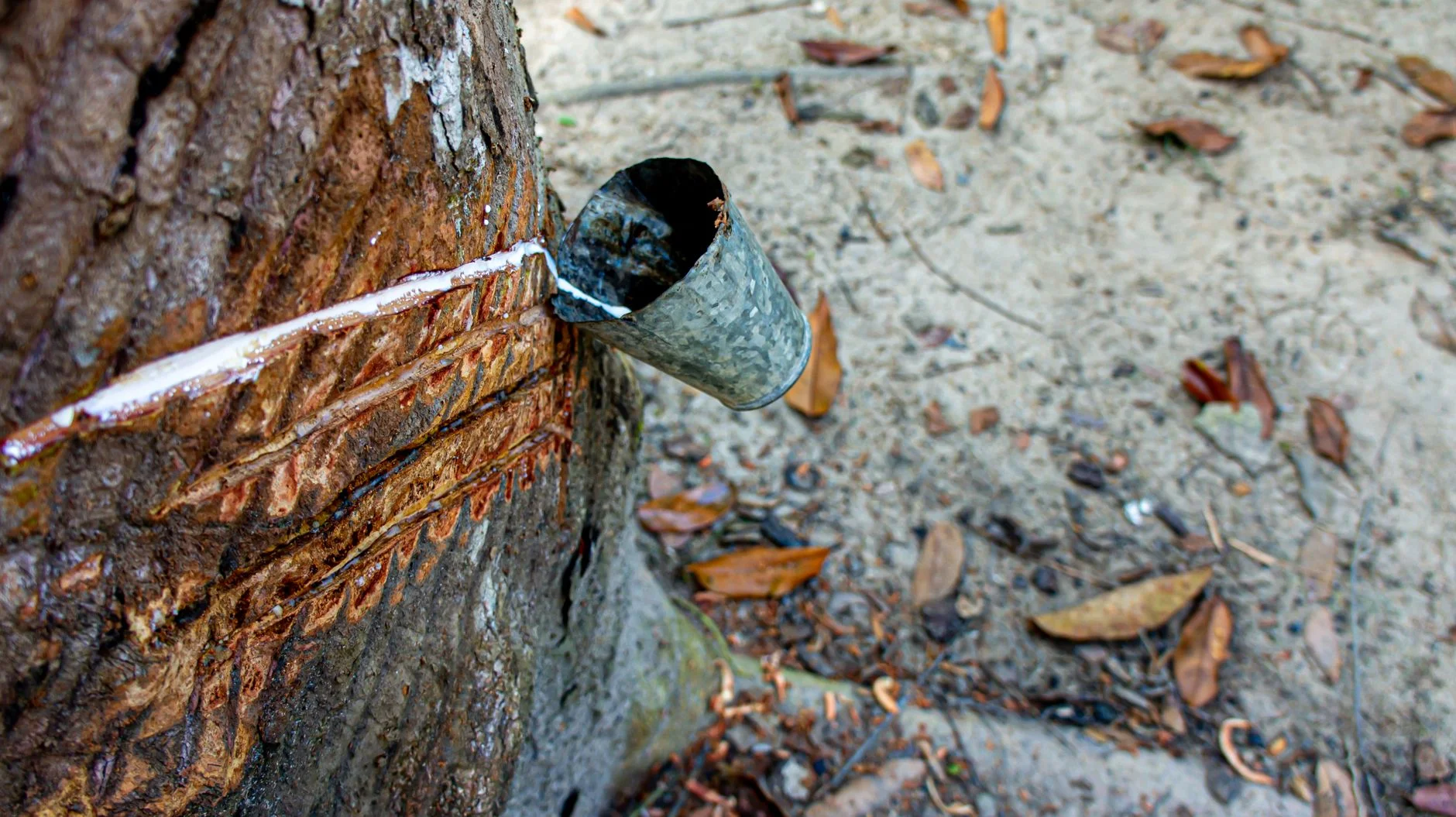 White latex running from a cut in a rubber tree into a metal collecting cup