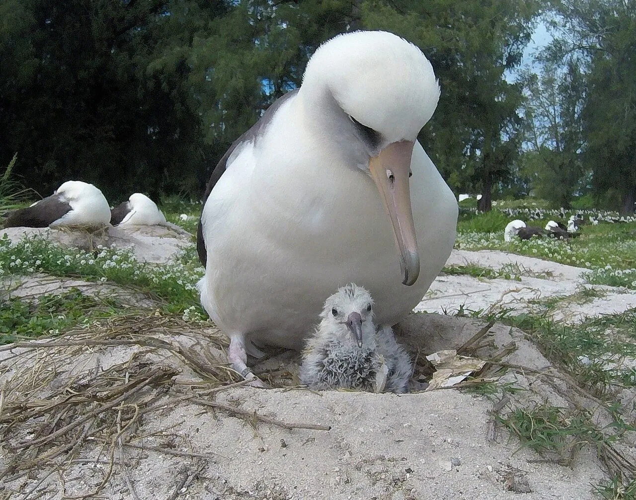 Laysan albatross sitting on a sandy nest on Midway Atoll with a fluffy grey chick between its legs