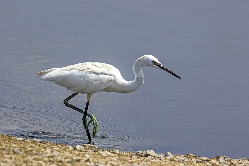 Little egret (Egretta garzetta), in Cyprus