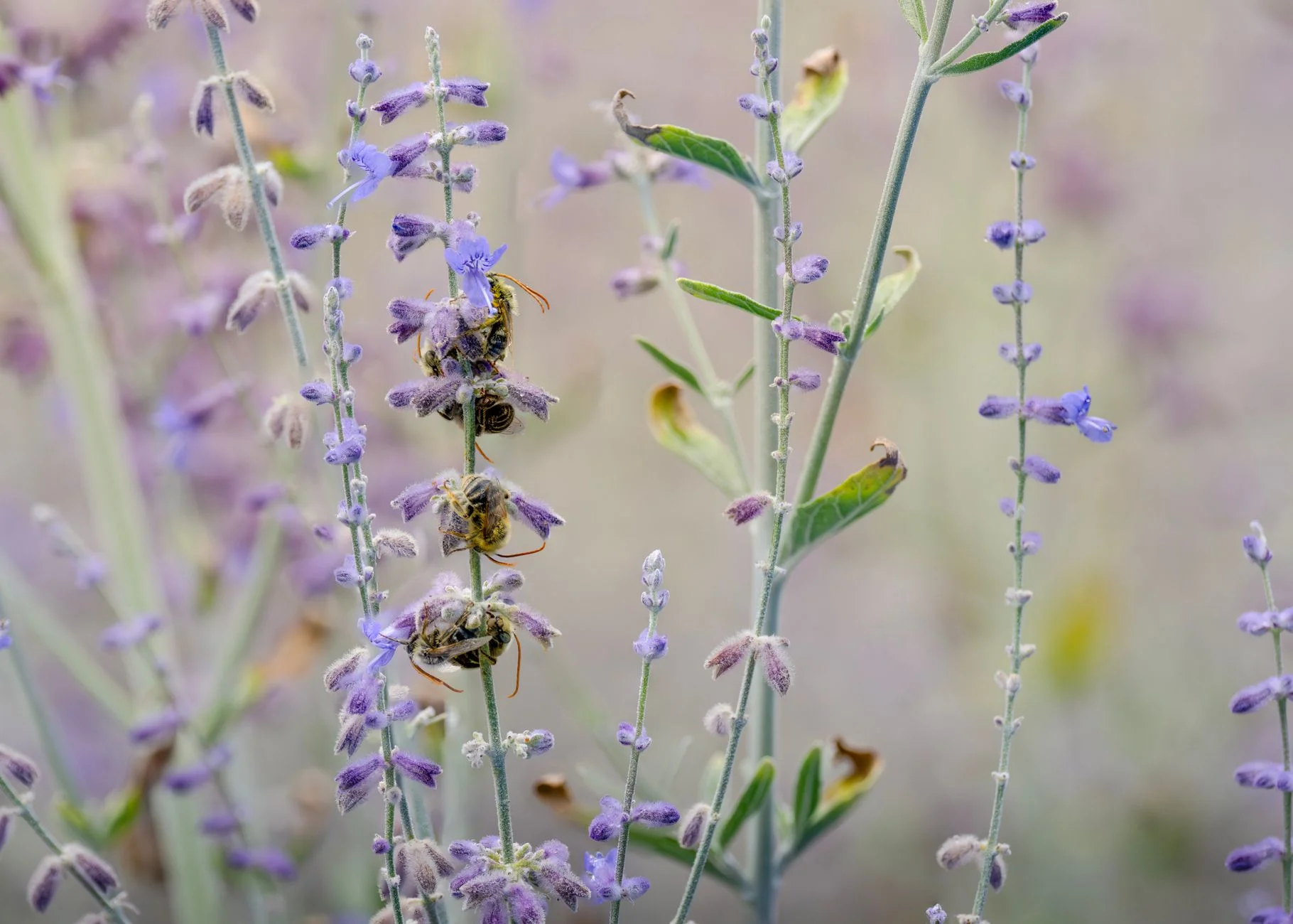 Several small bees resting on the stems of purple sage flowers
