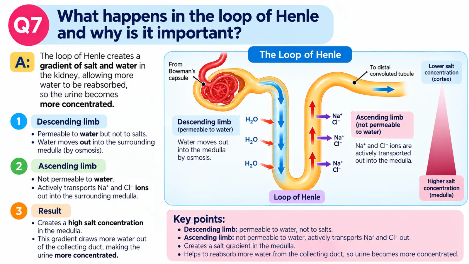 The loop of Henle: the descending limb is permeable to water, the ascending limb pumps sodium and chloride ions out, creating a salt gradient in the medulla so more water is reabsorbed