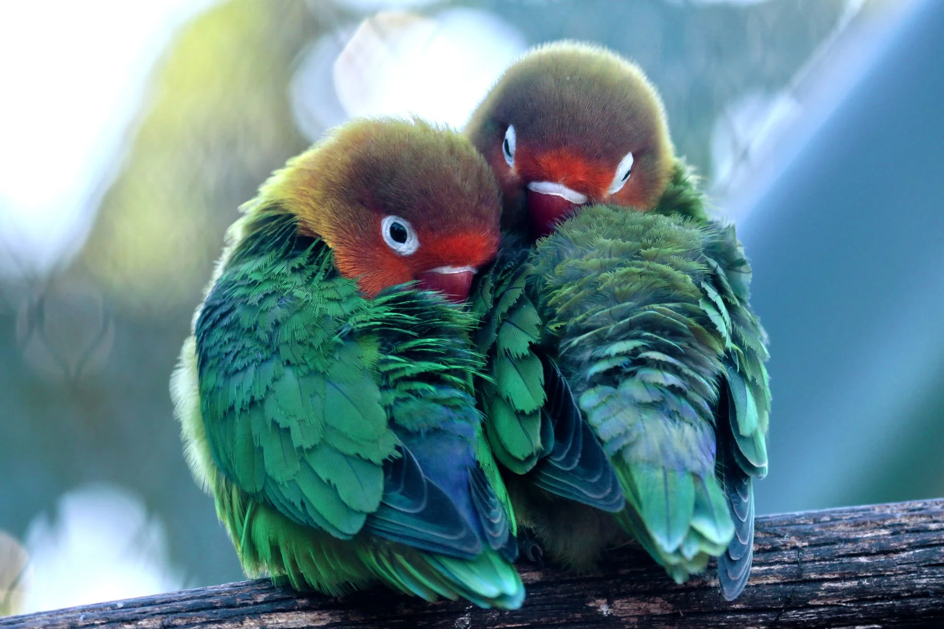 Two green lovebirds with orange-red faces pressed together on a branch