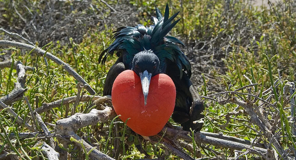 Male magnificent frigatebird (Fregata magnificens) with its red throat pouch inflated