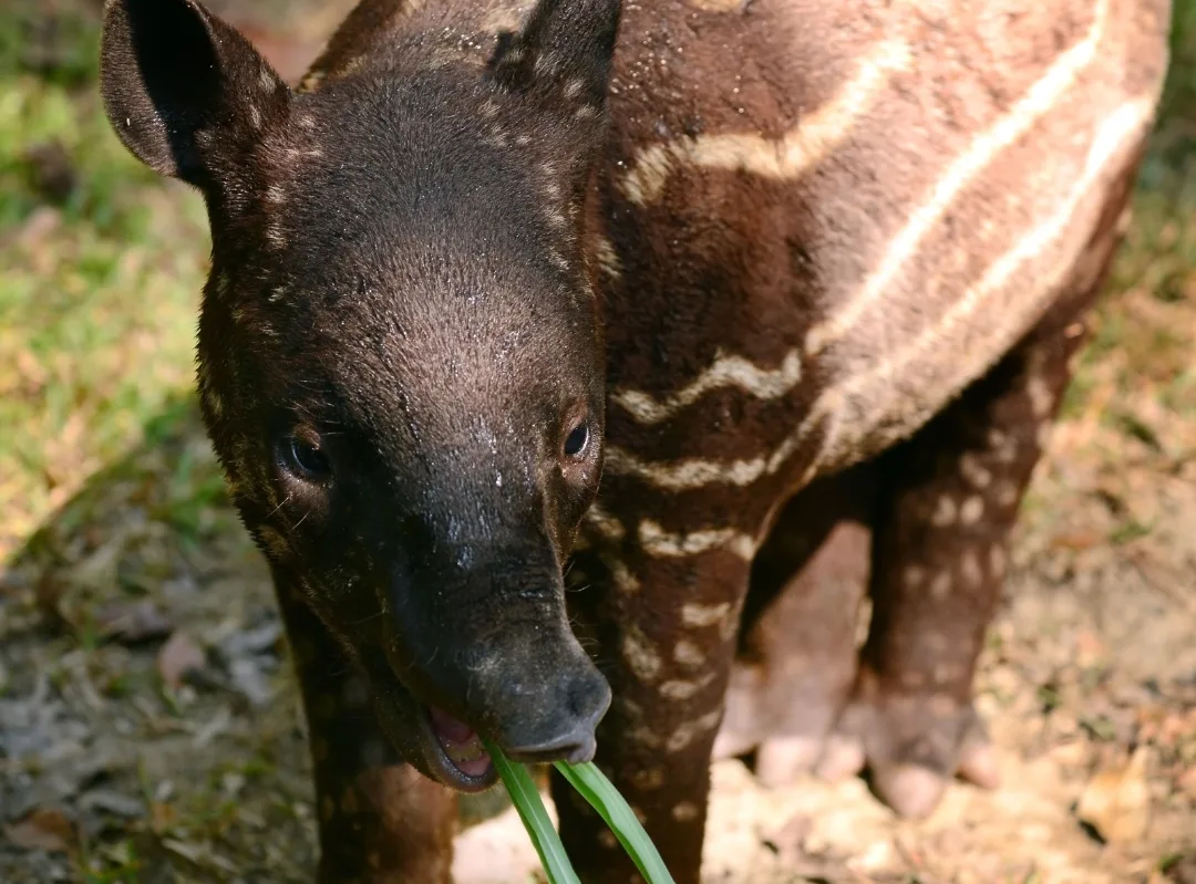 A Malayan tapir calf eating grass with white stripes and spots on a dark brown coat