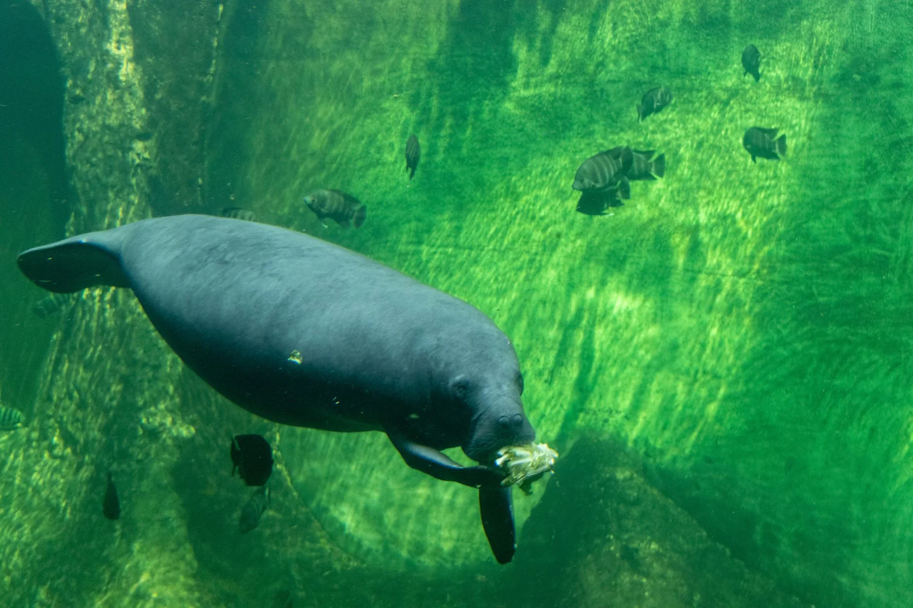 Manatee sea cow swimming slowly and grazing underwater surrounded by small fish