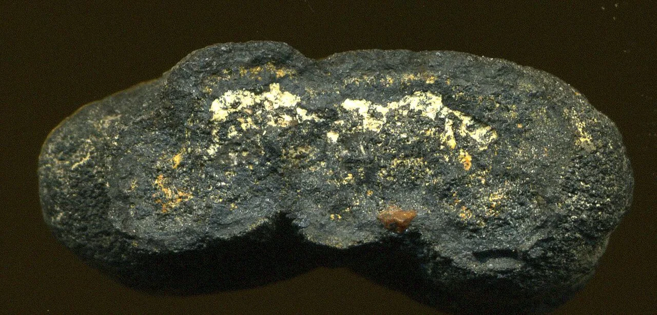 A single dark, lumpy manganese nodule from the Pacific Ocean floor