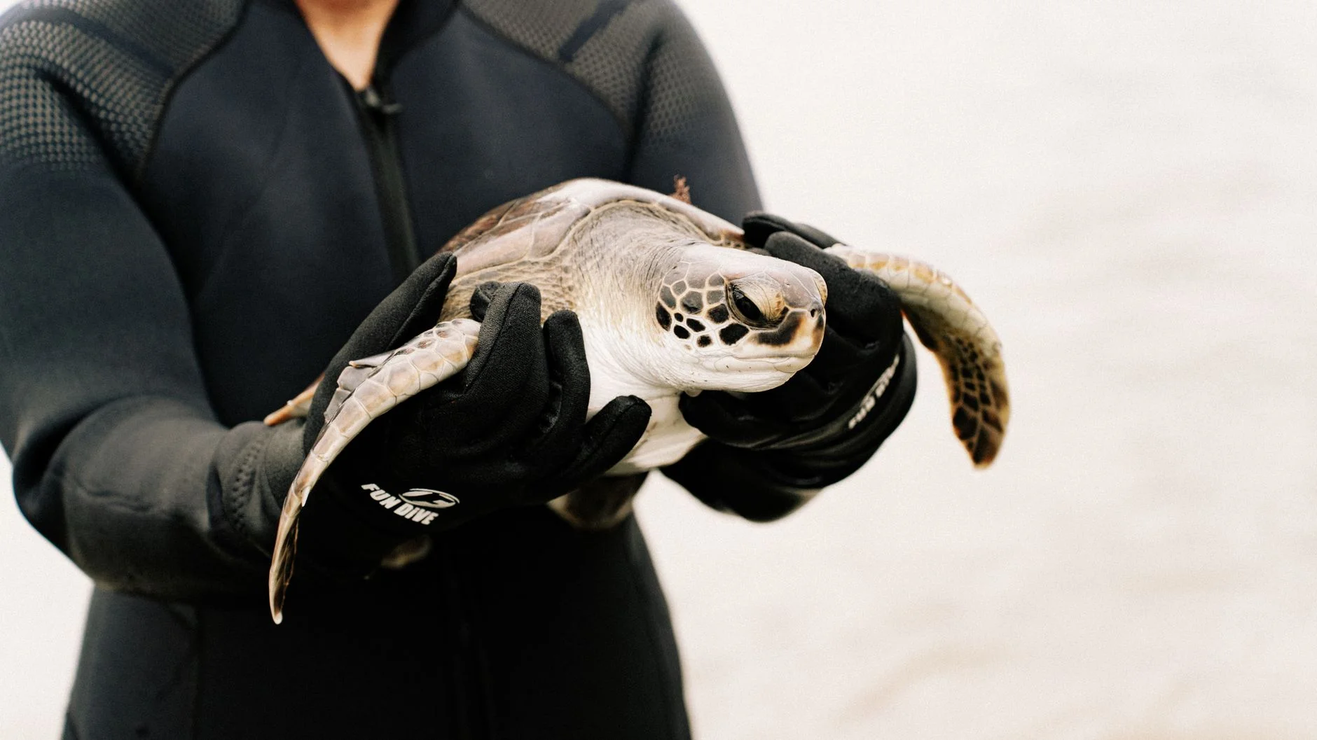 A person in a wetsuit and gloves carefully holding a sea turtle