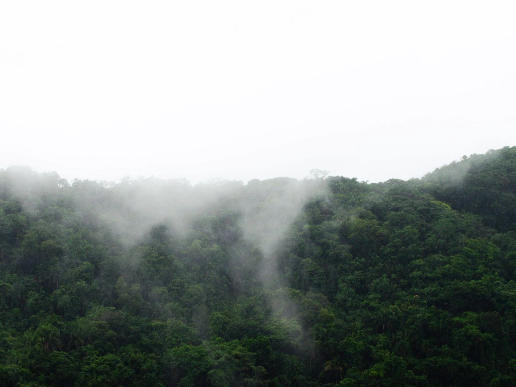 Role of Indigenous Communities in Jungle Conservation