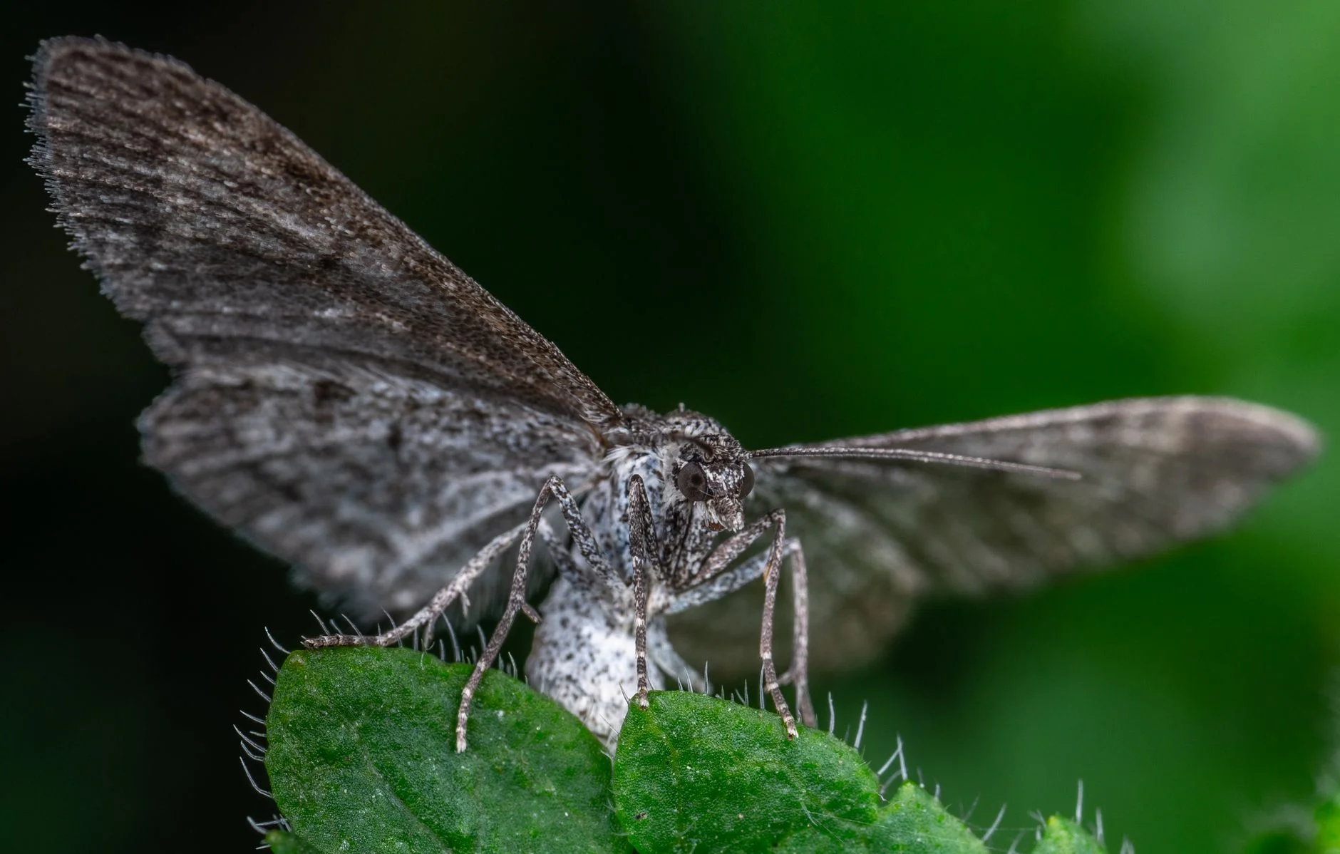 A grey moth perched on a green leaf with wings spread