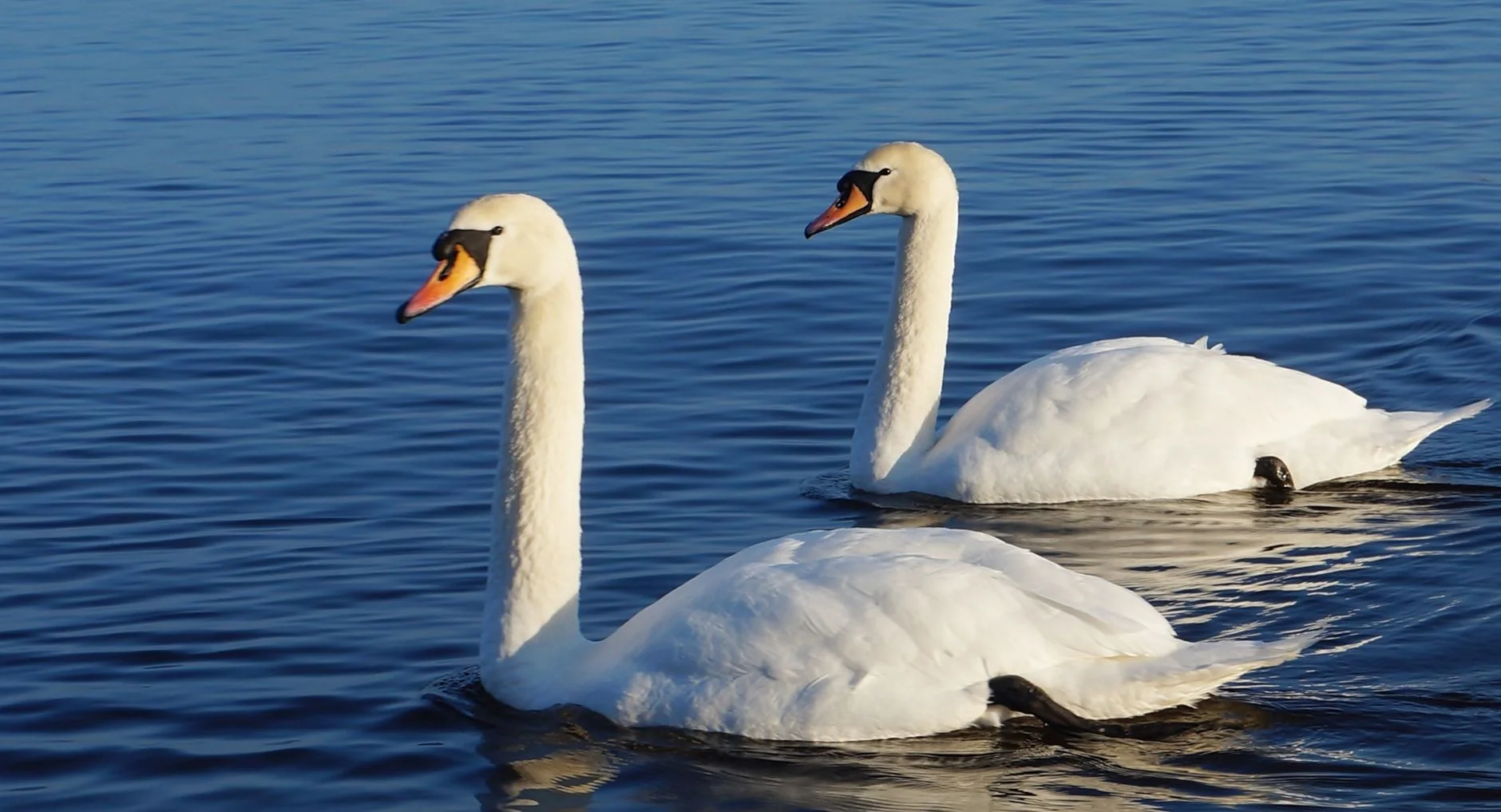 Two white mute swans swimming side by side on dark blue water