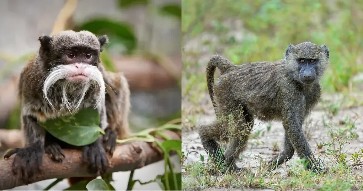 New World Monkeys vs Old World Monkeys: Key Differences
