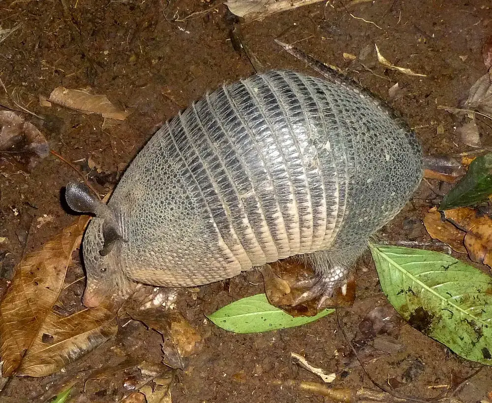 Nine-banded armadillo (Dasypus novemcinctus)