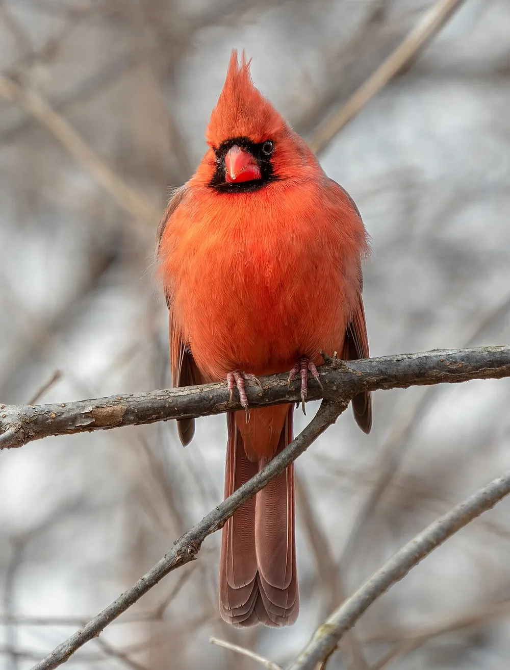 Northern cardinal (Cardinalis cardinalis) perched on a branch