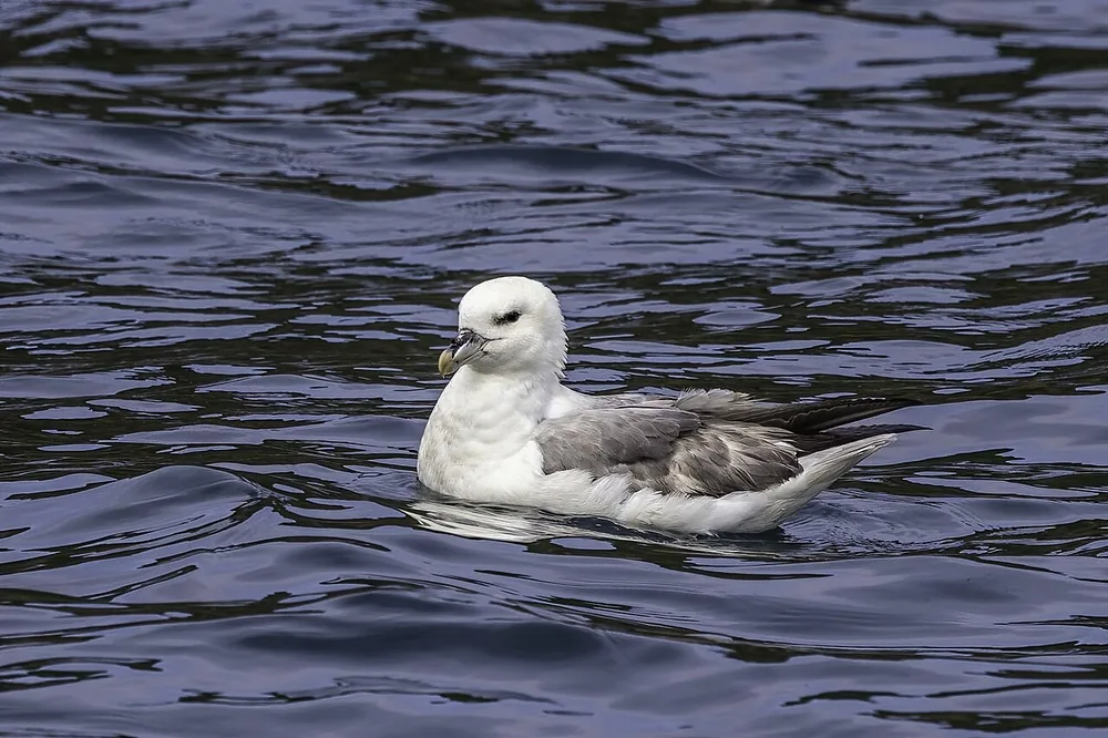 Northern fulmar (Fulmarus glacialis) swimming on the sea