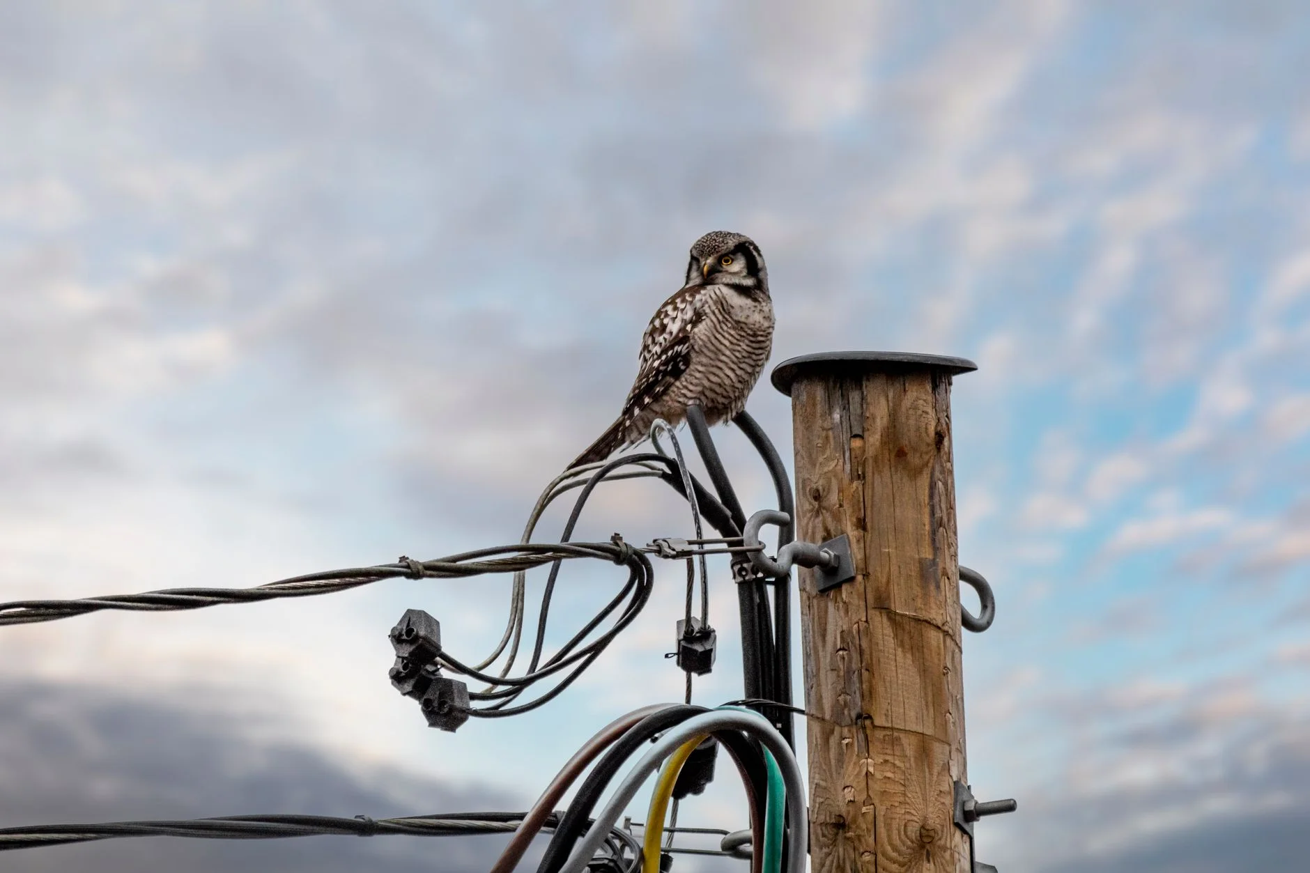 A northern hawk-owl sitting on cables beside a wooden pole