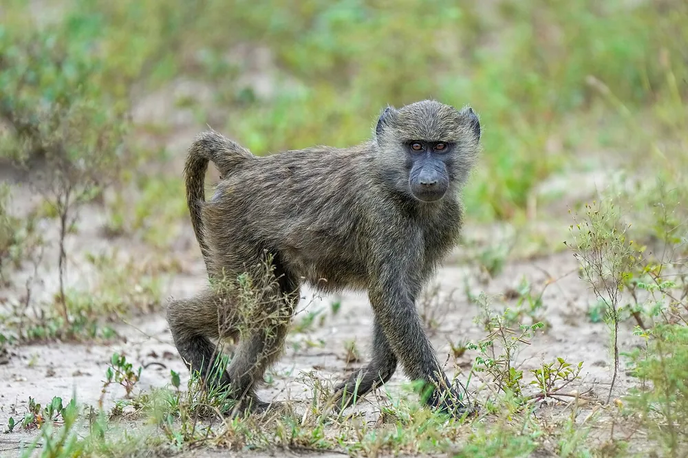 Olive baboon (Papio anubis)