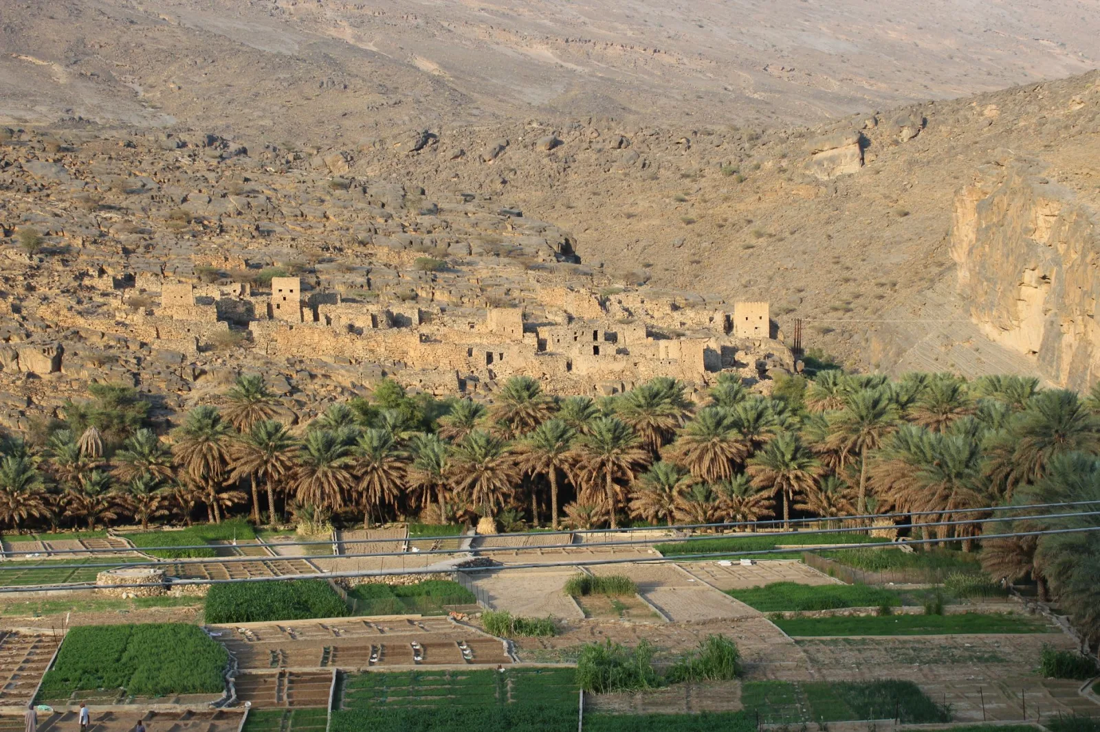 A green oasis of date palms and small fields below a mud-brick village and rocky mountains in Oman