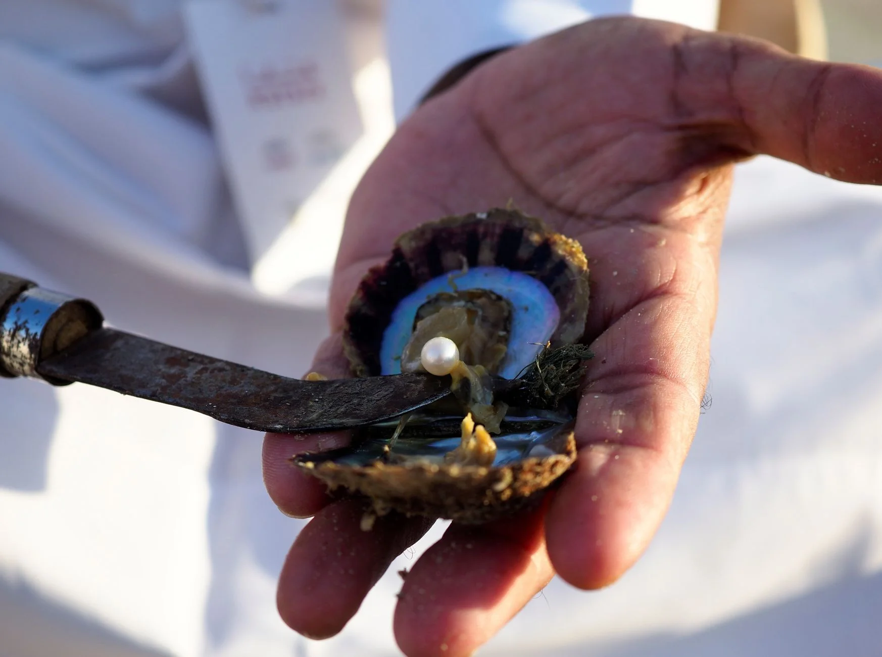 Open pearl oyster held in a hand with a pearl visible inside, being harvested with a knife