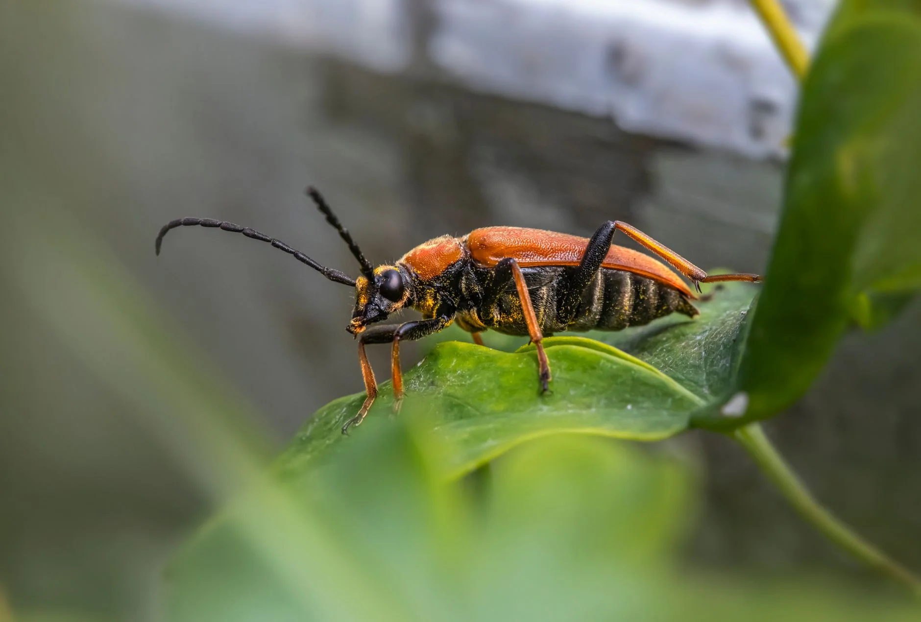 Orange and black beetle with long antennae standing on a green leaf