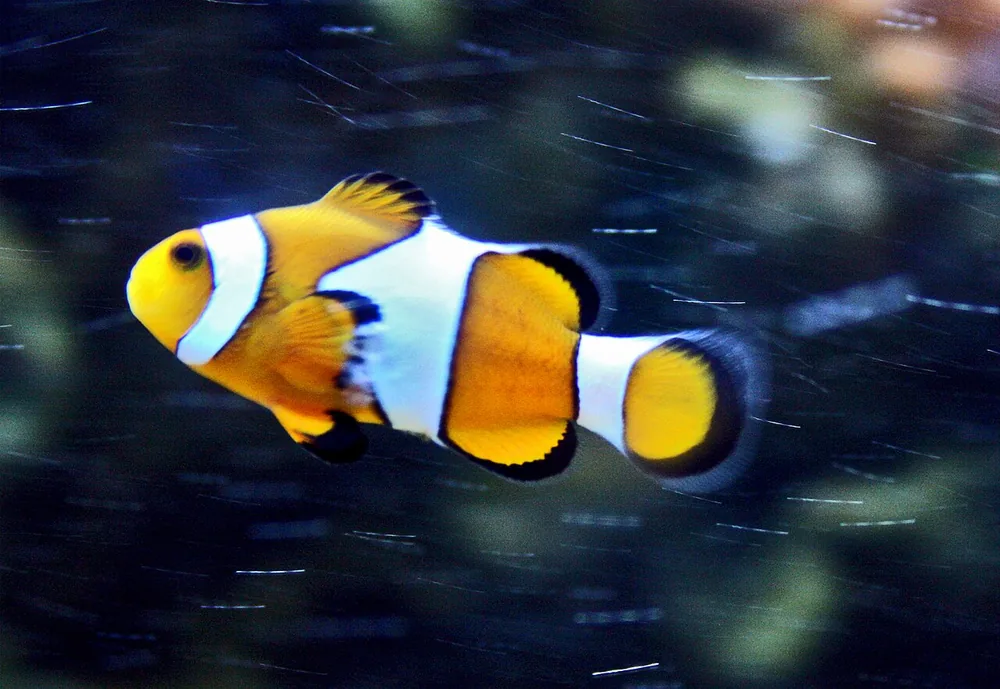 Orange clownfish (Amphiprion percula) among anemone tentacles