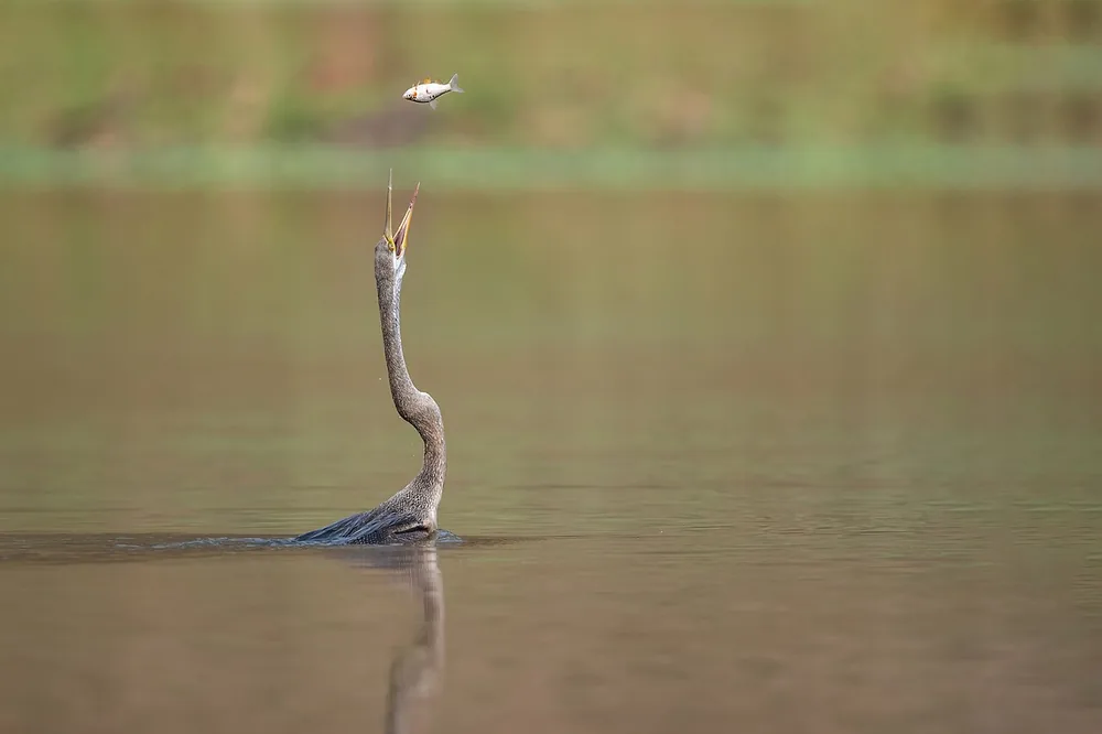 Oriental darter (Anhinga melanogaster) swimming with only its neck showing, tossing a fish