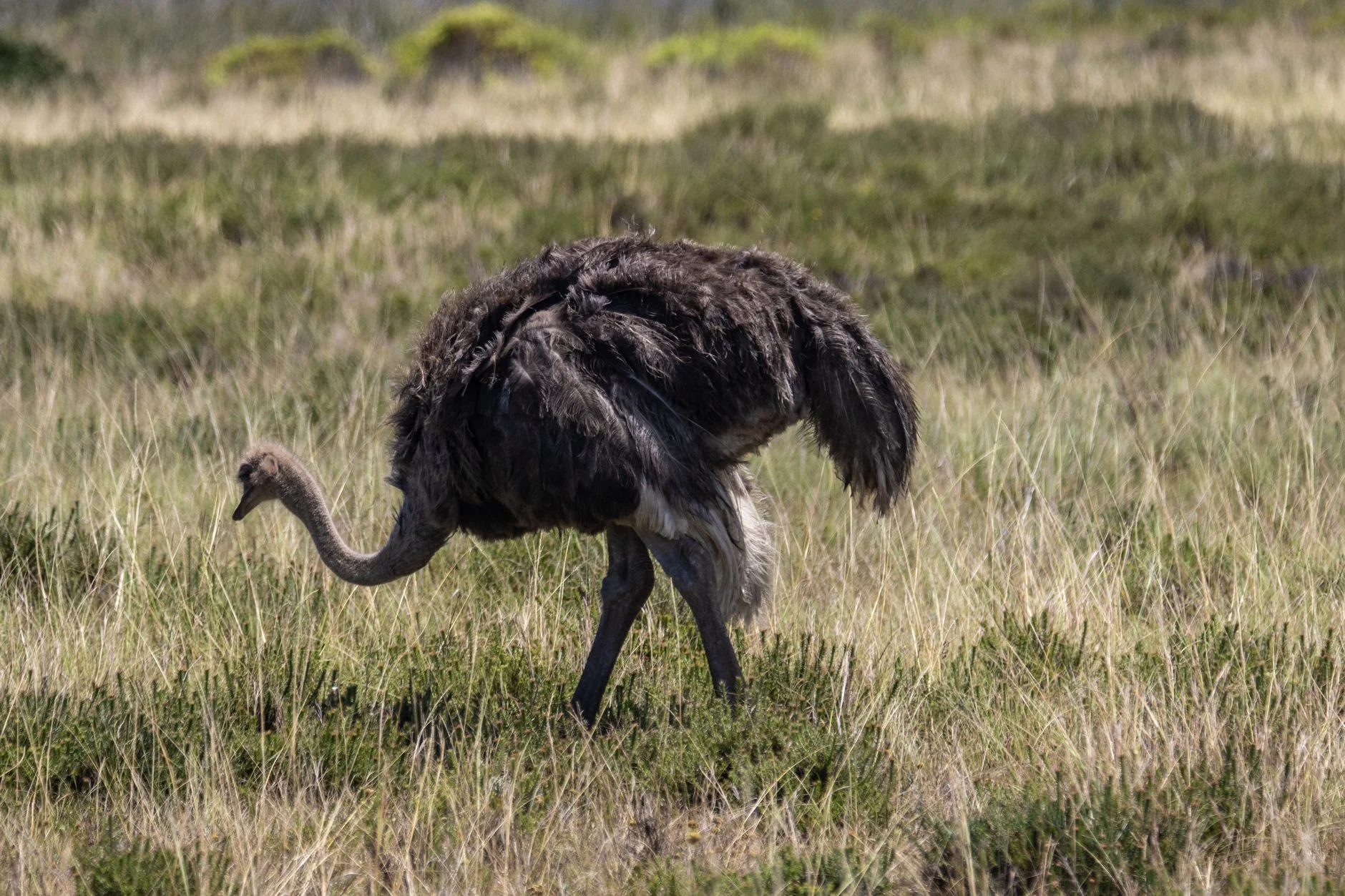 An ostrich with dark feathers walking through long grass