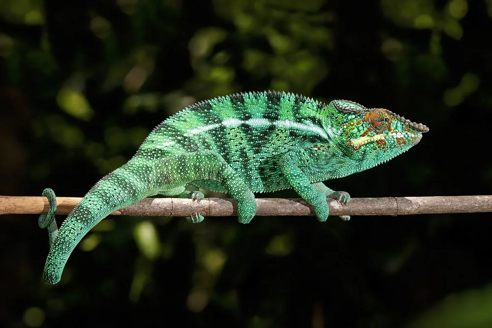 Panther chameleon (Furcifer pardalis) with bright colours