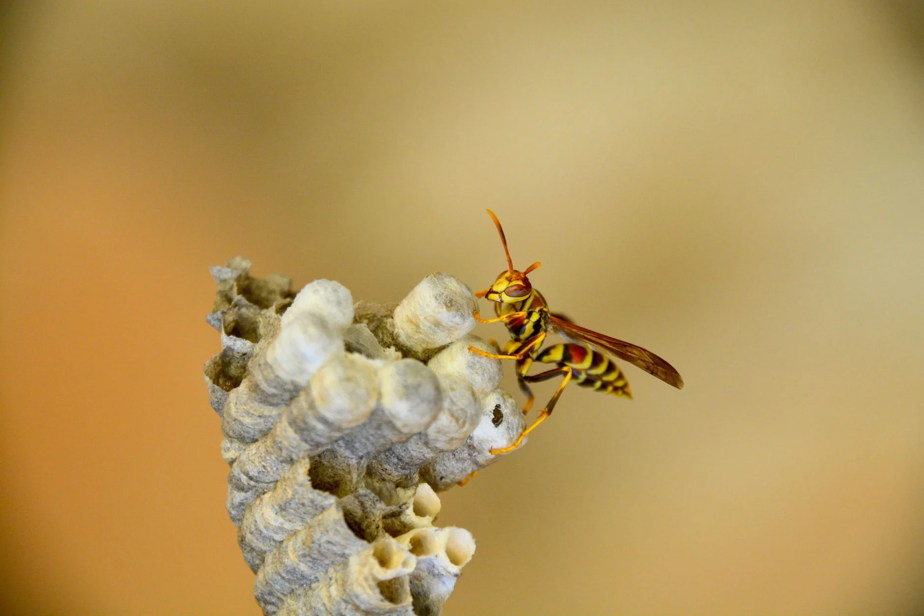 A paper wasp resting on the papery cells of its nest