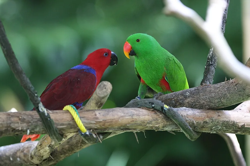 Papuan eclectus (Eclectus polychloros), a pair at Singapore Zoo, the male green and the female red