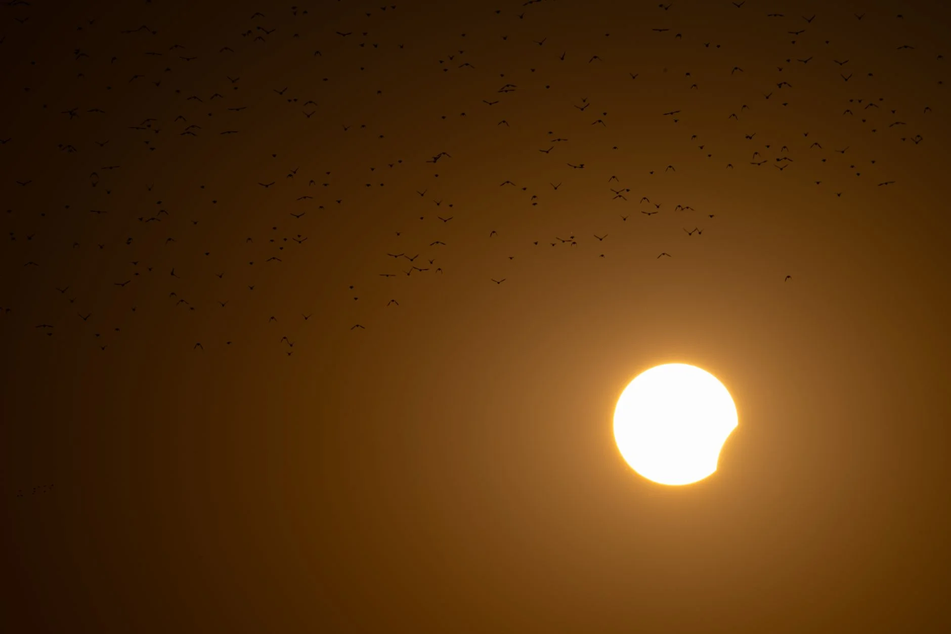 Partial solar eclipse with a bite taken out of the setting Sun and birds in flight