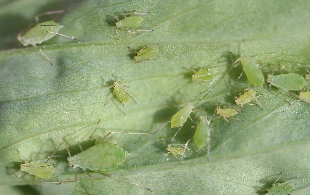 Pea aphid (Acyrthosiphon pisum)