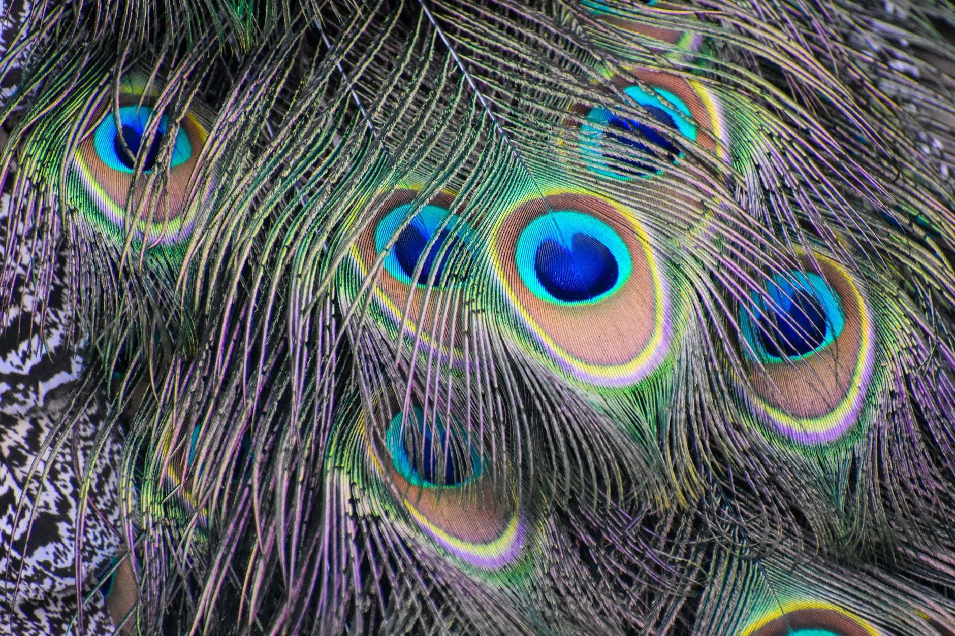 Close-up of peacock train feathers showing blue and green eye-spots with iridescent rings