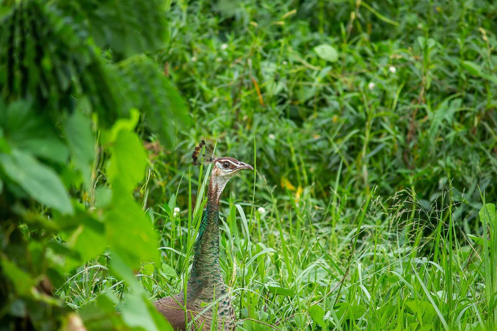 An Indian peahen standing among green plants