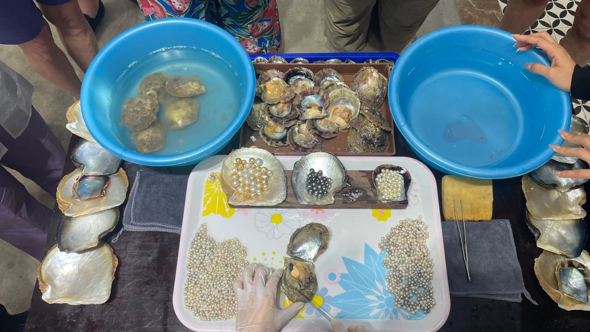 Pearl harvest: oysters opened and pearls sorted on trays at a pearl farm